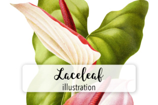 Laceleaf Watercolor: A Delicate Graphic Design Asset for Crafting Elegance