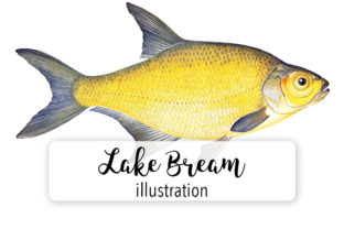 Lake Bleam Watercolor Illustrations Review