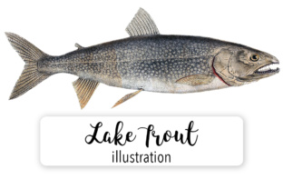 Lake Trout Watercolor Illustrations Review