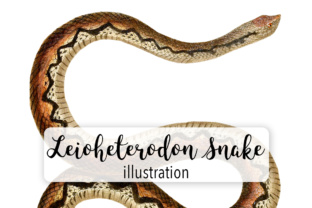 Leioheterodon De Sganzin Watercolor Illustrations Review