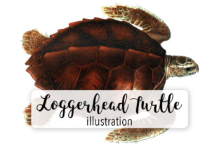 Loggerhead Turtle Watercolor: A Designer’s Review for Branding