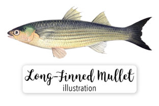 Long Fineed Grey Mullet Watercolor: Illustrations for Handmade Brands