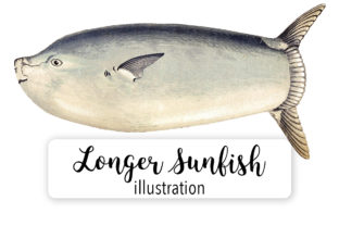 Longer Sunfish Watercolor Review: Elevating Brand Identity