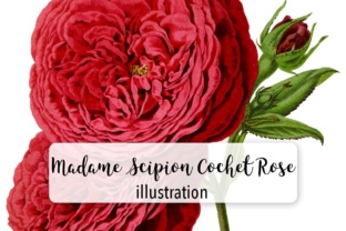 Madame Scipion Cochet Rose Watercolor for Local Business Branding
