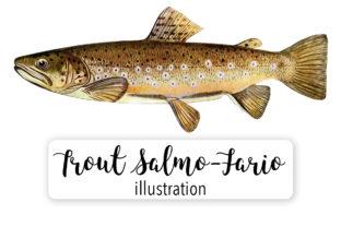 Male Brown Trout Salmo - Fario Watercolor Illustrations