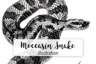 Moccasin Snake Watercolor Illustrations for Brand Design