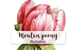 Mountan Peony Watercolor: A Versatile Illustration for Content Creators