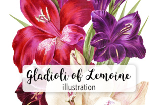 New Gladiolo of Lemoine Watercolor: A Fresh Graphic Design Asset for Branding