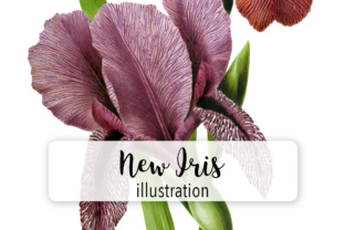 New Iris Varieties Watercolor Illustrations: A Designer’s Perspective