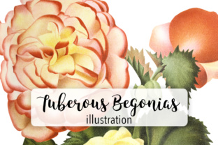 New Tuberous Begonia with Double Flowers Watercolor Illustrations