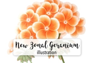 New Zonal Geranium Watercolor