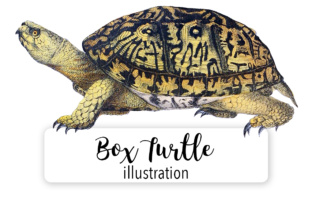 North American Box Turtle Watercolor Illustrations Review