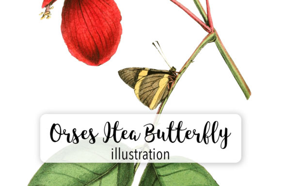 Orses Itea Butterfly Watercolor: Premium Illustrations for Local Business Branding