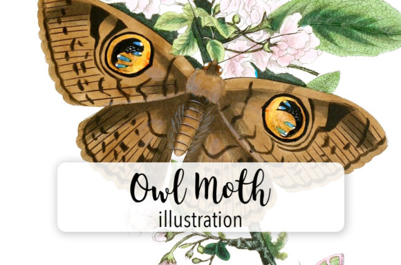 Owl Moth Butterfly Watercolor Illustrations