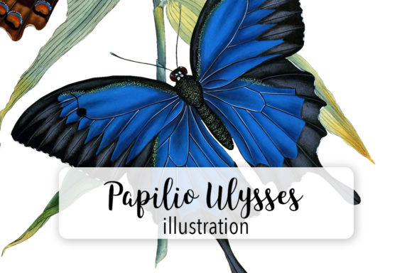 Papilio Ulysses Butterfly Watercolor: A Review for Bloggers and Digital Publishers