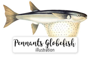 Pennants Globefish Watercolor: A Designer’s Review for Illustrations