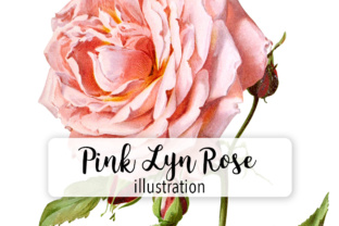Pink Lyn Rose Watercolor Illustrations: A Seller’s Practical Review