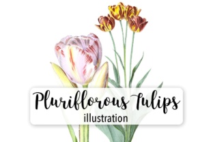 Pluriflorous Tulips Watercolor Illustrations for Real Crafting