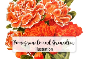 Pomegranate and Grenadier Watercolor Flowers: A Designer’s Perspective