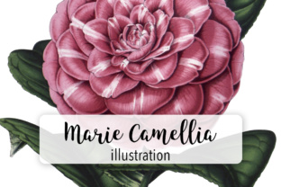 Princess Marie Camellia Watercolor: A Delicate Illustration for Branding