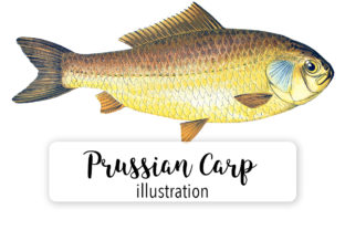 Prussian Carp Watercolor: A Crafter’s Review for Handmade Illustrations