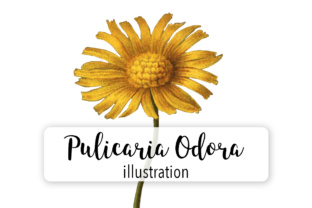 Pulicaria Odora Watercolor: A Versatile Illustration for Local Business Branding