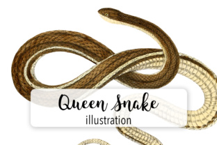 Queen Snake Watercolor: A Strategic Review for Illustrations