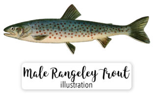 Rangeley Trout Salvelinus Oquassa Watercolor Illustrations Review