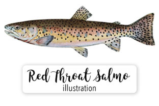 Red Throat Salmo Clarkii Watercolor Illustrations Review