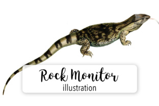 Rock Monitor Watercolor: A Designer’s Review for Illustrations