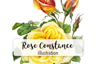 Rose Constance Watercolor: A Versatile Illustration for Digital Sellers