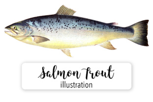 Salmon Trout Watercolor Illustrations for Editorial Design