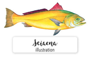 Sciaena Watercolor Illustrations: A Crafter’s Review