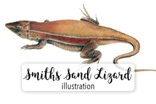 Smiths Sand Lizard Watercolor Illustrations Review