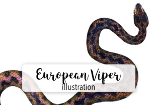 Snake Common European Viper Watercolor Illustrations