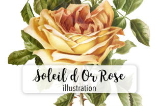 Soleil D or Rose Watercolor: A Versatile Illustration for Handmade Creations