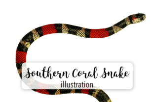 Southern Coral Snake Watercolor: Illustrations for Brand Identity