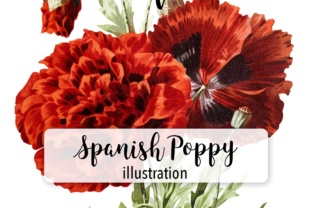 Spanish Poppy Watercolor: A Vibrant Illustration for Content Publishing