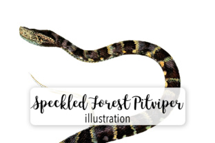 Speckled Forest Pitviper Watercolor Illustrations Review