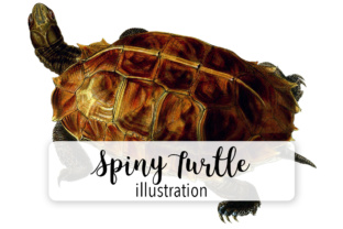 Spiny Turtle Watercolor Embroidery Review