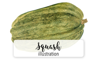 Squash Watercolor Graphic Review for Brand Designers