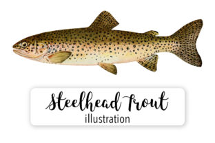 Steelhead Trout Salmo Rivularis Watercolor Embroidery Review