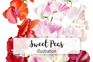 Sweet Peas Watercolor: A Versatile Illustration for Local Business Branding