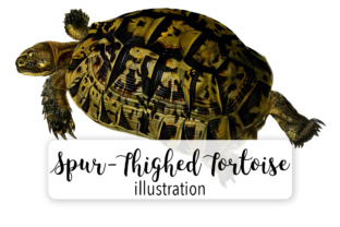 Tighed Tortoise Watercolor Embroidery Review