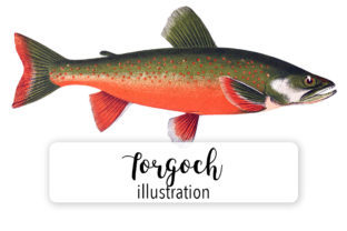 Torgoch Watercolor Embroidery Review