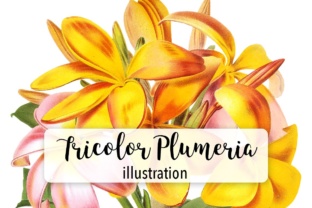 Tricolor Plumeria Watercolor: A Versatile Illustration for Local Business Branding