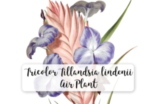Tricolor Tillandsia Lindenii Air Plant Watercolor Illustration