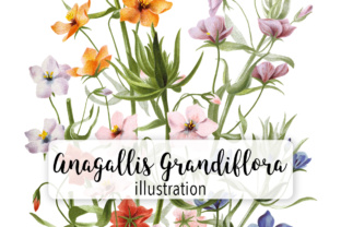 Varieties of Anagallis Grandifl Watercolor for Marketing Illustrations