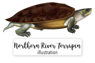 Young Northern River Terrapin Watercolor Illustrations